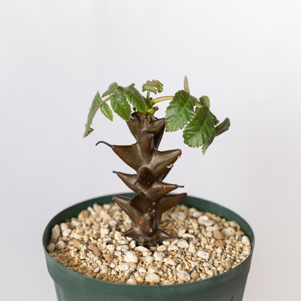 【実生④】ベイセリアメキシカーナ ベイセリア メキシカーナ 実生 Beiselia mexicana 塊根植物 多肉植物