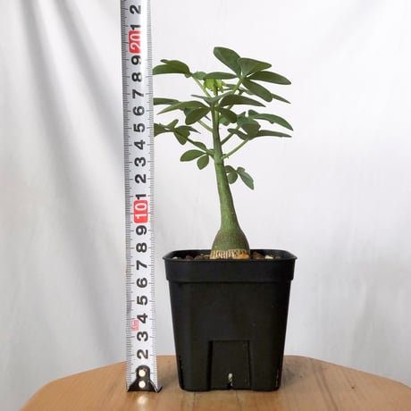アデニア グラウカ 幻蝶かずら 実生 Adenia glauca  塊根植物 コーデックス 珍奇植物 多肉植物 静岡 ANTIDOTE 通販 S1522