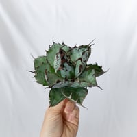 ★8/9まで限定販売★ アガベ チタノタBB怪獣  TC株 ベアルート Agave titanota Black & Blue 多肉植物 珍奇植物 静岡 通販 ANTIDOTE S1578