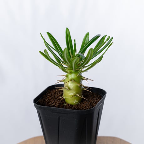 塊根植物 | STORES
