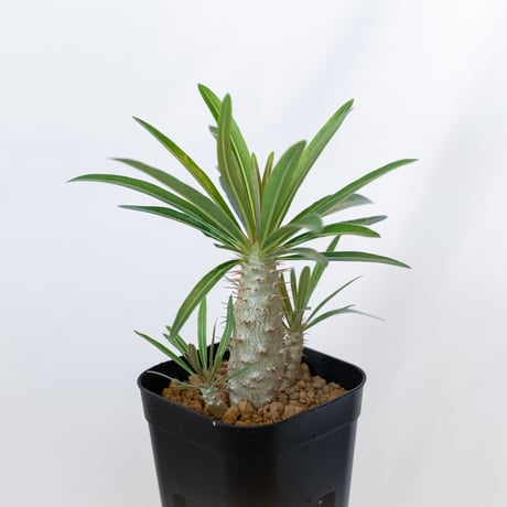 パキポディウム グラキリス 実生 pachypodhium Gracilius 塊根植物 コーデックス 多肉植物 珍奇植物 静岡 ANTIDOTE 通販 S1621