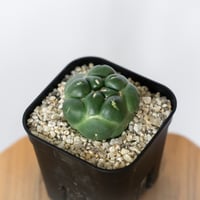 コリファンタ 刺無象牙丸 実生 Coryphantha elephantidens サボテン 多肉植物 珍奇植物 静岡 ANTIDOTE 通販 S1718