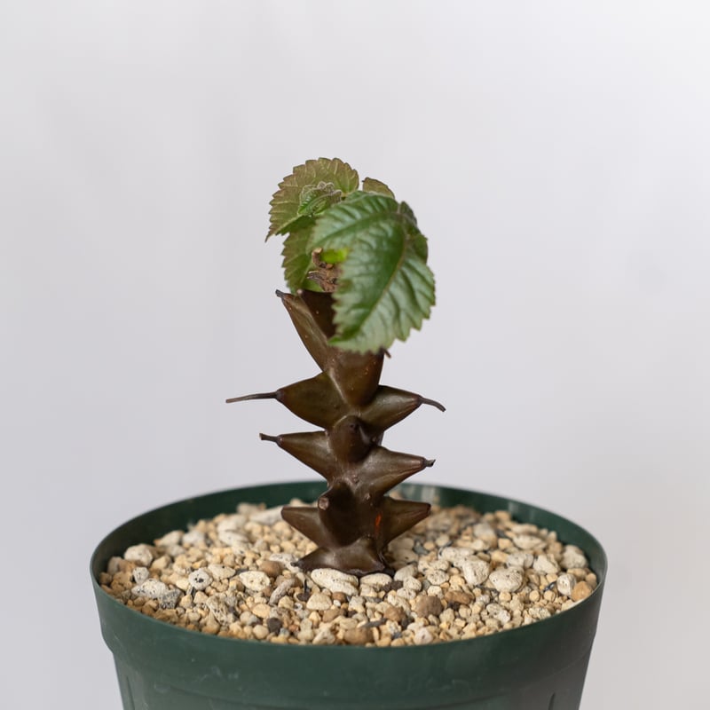 ベイセリア メキシカーナ 実生 Beiselia mexicana 塊根植物 多肉植物