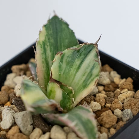 アガベ チタノタ 白鯨 縞斑 白鯨錦 TC株 Agave titanota White Whale 多肉植物 珍奇植物 静岡 通販 ANTIDOTE S1554　発根管理中