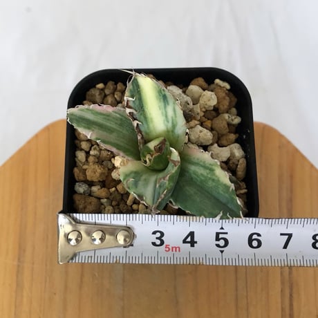 アガベ チタノタ 白鯨 縞斑 白鯨錦 TC株 Agave titanota White Whale 多肉植物 珍奇植物 静岡 通販 ANTIDOTE S1554　発根管理中
