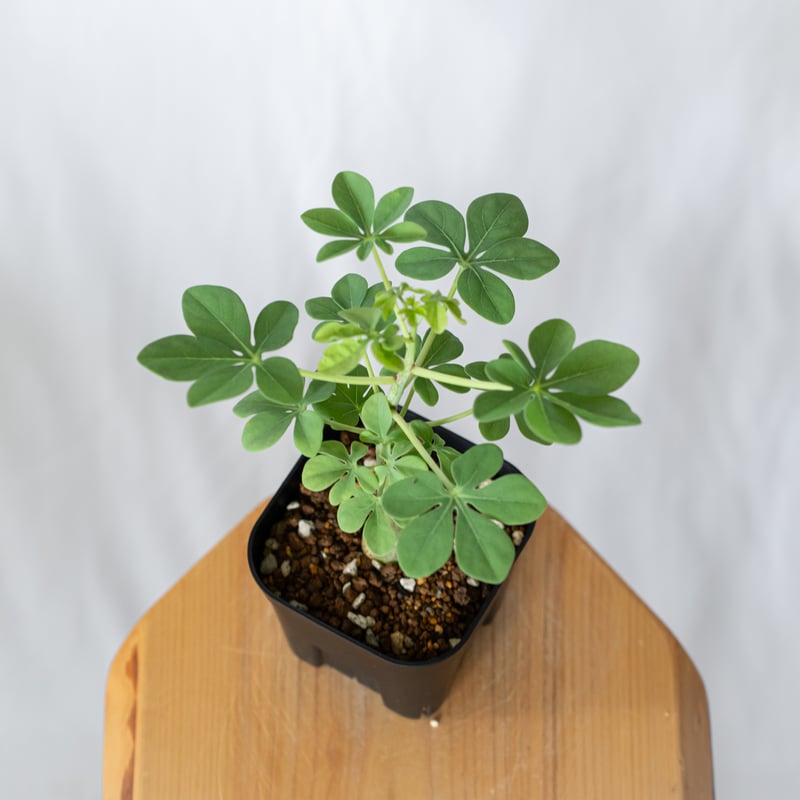 アデニア グラウカ 幻蝶かずら 実生 Adenia glauca 塊根植物