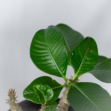 パキポディウム ウィンゾリー 実生 pachypodhium Windsorii 塊根植物 多肉植物 珍奇植物 静岡 ANTIDOTE 通販 S1709