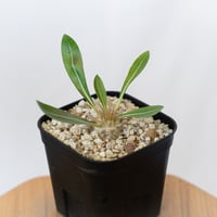 パキポディウム レウコキサンツム 実生 Pachypodium brevicaule leucoxanthum 塊根植物 コーデックス 多肉植物 珍奇植物 静岡 ANTIDOTE 通販 S1625