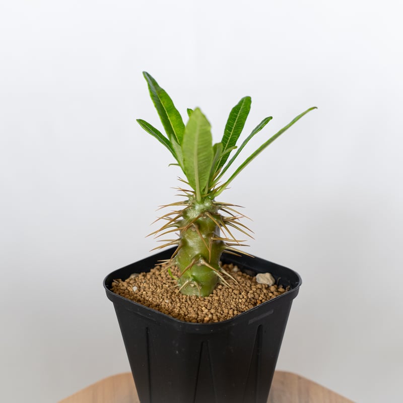 パキポディウム アンボンゲンセ 実生 Pachypodium ambongense 塊根植物