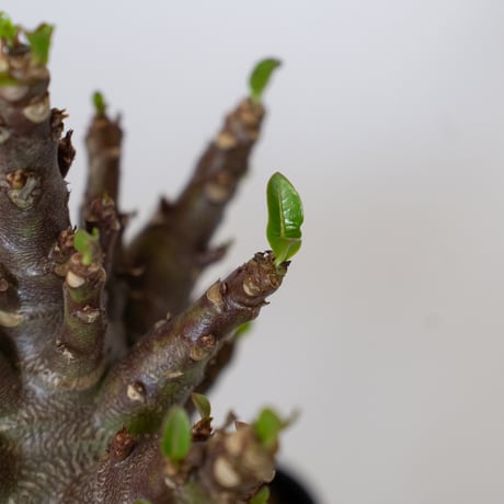 アデニウム アラビカム ブラックスキン Adenium Arabicum Black Skin 塊根植物 コーデックス 珍奇植物 多肉植物 静岡 ANTIDOTE 通販 S1540