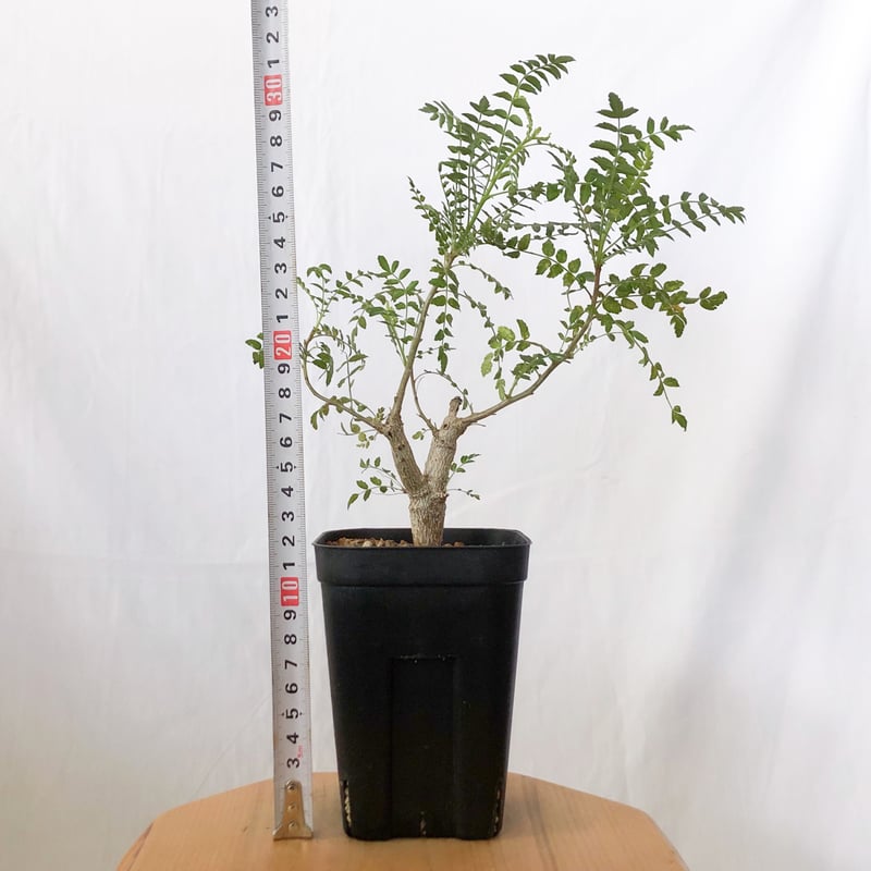 ボスウェリア ネグレクタ 実生 Boswellia neglecta 多肉植物 珍奇植物