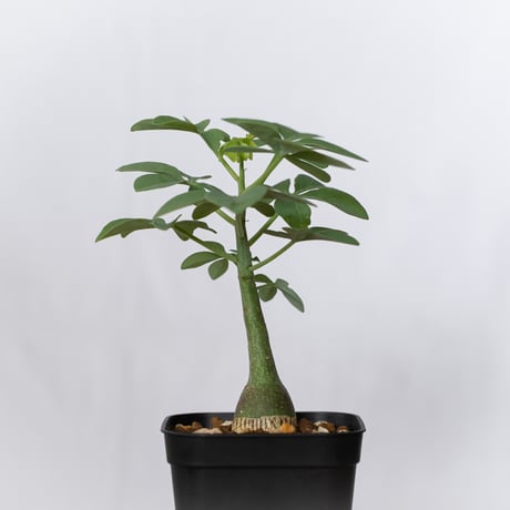 アデニア グラウカ 幻蝶かずら 実生 Adenia glauca  塊根植物 コーデックス 珍奇植物 多肉植物 静岡 ANTIDOTE 通販 S1522