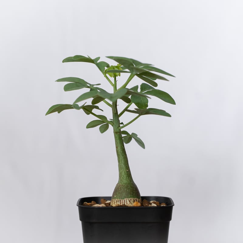 アデニア グラウカ 幻蝶かずら 実生 Adenia glauca 塊根植物
