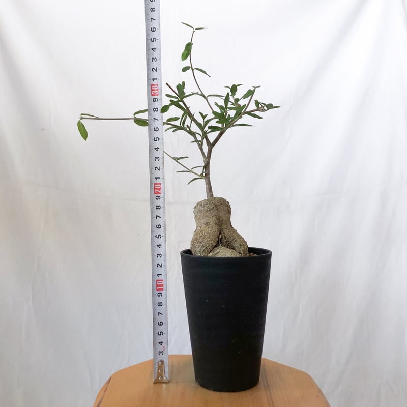 フォッケア エデュリス 火星人 実生 Fockea edulis コーデックス 塊根