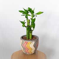 ミリオンバンブー 鉢セット Dracaena sanderiana ギンヨウセンネンボク ドラセナ 多肉植物 観葉植物 インテリアグリーン 静岡 ANTIDOTE 通販 S1687