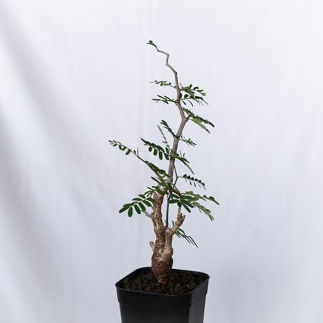 センナ メリディオナリス 実生 Senna Meridionalis 灌木コーデックス 塊根植物 多肉植物 珍奇植物 静岡 ANTIDOTE 通販 S1513