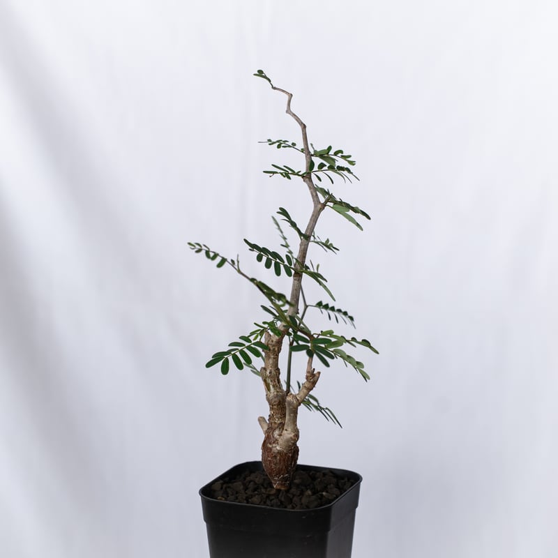 センナ メリディオナリス 実生 Senna Meridionalis 灌木コーデックス