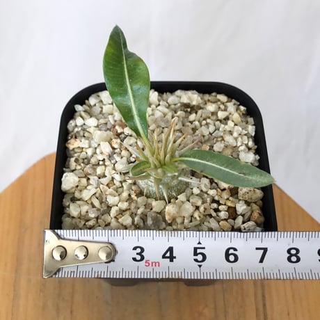 パキポディウム レウコキサンツム 実生 Pachypodium brevicaule leucoxanthum 塊根植物 コーデックス 多肉植物 珍奇植物 静岡 ANTIDOTE 通販 S1624
