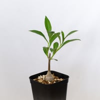 バオバブの木 アダンソニア・ディギタータ 実生 Baobab Adansonia Digitata コーデックス 塊根植物 多肉植物 観葉植物 星の王子さま 静岡 ANTIDOTE 通販 S1538