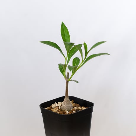 バオバブの木 アダンソニア・ディギタータ 実生 Baobab Adansonia Digitata コーデックス 塊根植物 多肉植物 観葉植物 星の王子さま 静岡 ANTIDOTE 通販 S1538