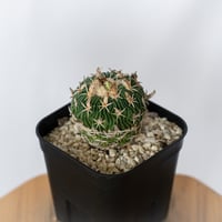 エキノフォスロカクタス 白玉 実生 Echinofossulocactus phyllacanthus サボテン 多肉植物 観葉植物 インテリアグリーン 静岡 ANTIDOTE 通販 S1722