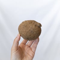 ステファニア エレクタ Stephania erecta ベアルート 多肉植物 珍奇植物 静岡 ANTIDOTE 通販 S1615