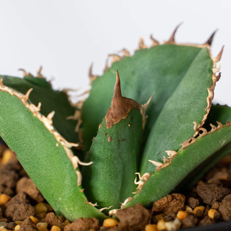 アガベ チタノタ 蚩尤 TC株【発根管理中】しゆう agave titanota chiyou