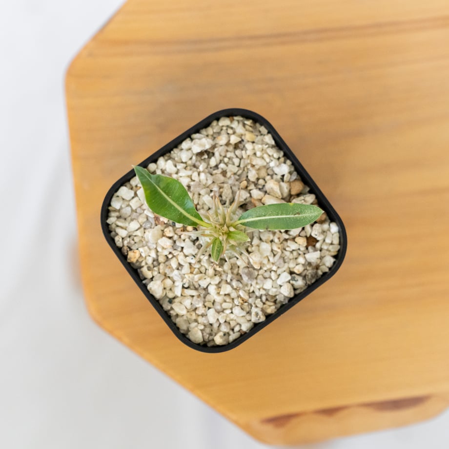 6a69844a75fe89abd3e41bf0