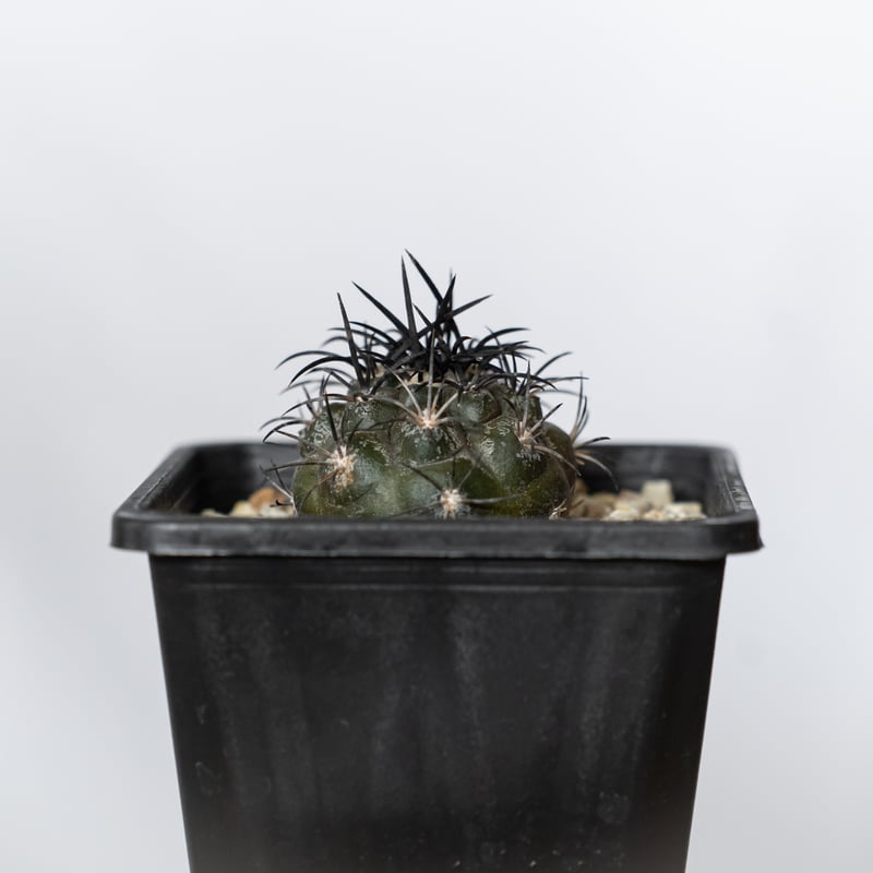 コピアポア グリセオビオラセア 実生 Copiapoa griseoviolacea サボテ