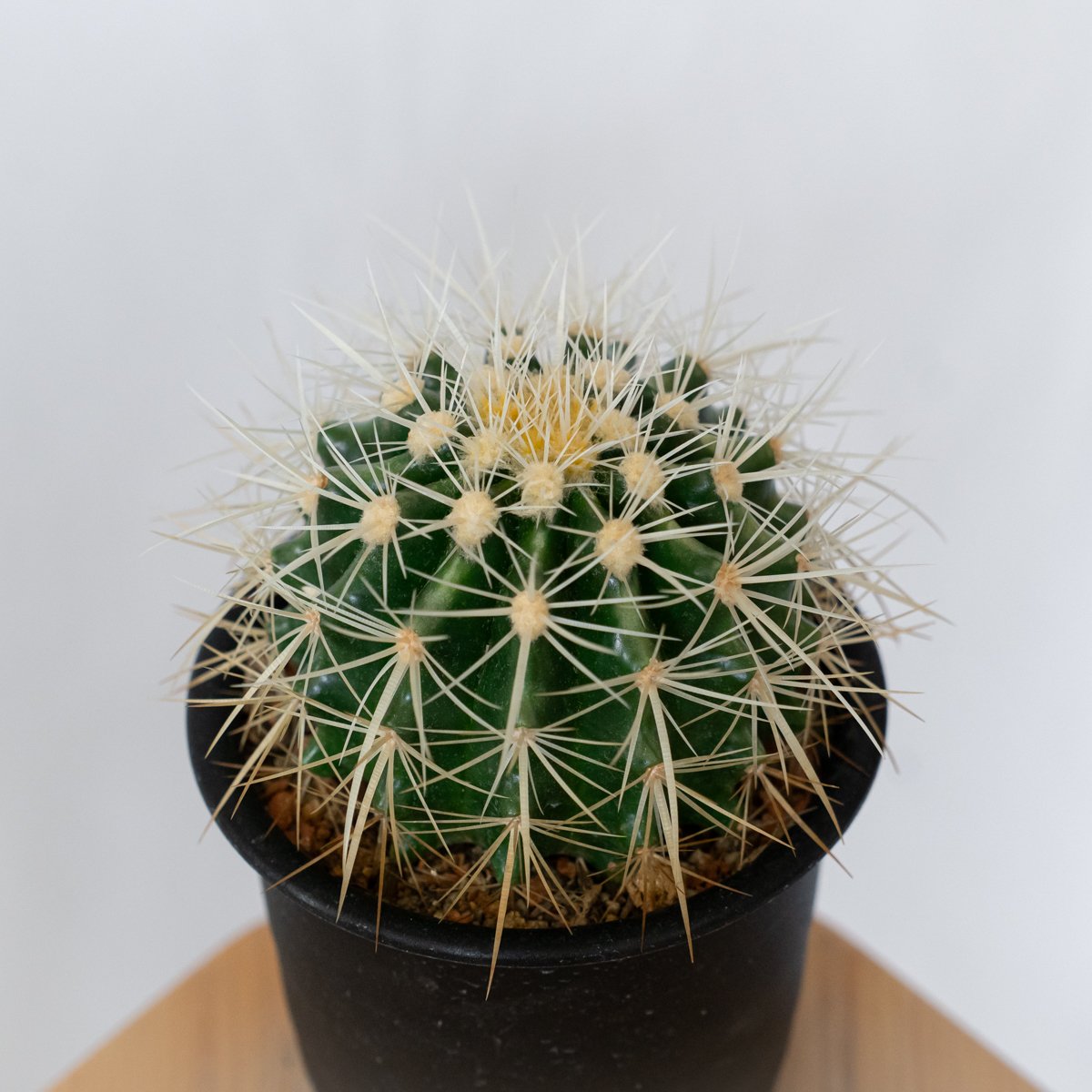 エキノカクタス 金鯱 実生 Golden ball cactus サボテン 多肉植物 珍奇