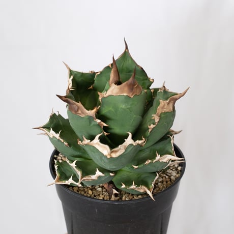 アガベ チタノタ ホワイトファイヤー 大株 Agave titanota White fire 多肉植物 珍奇植物 静岡 ANTIDOTE 通販 S1576