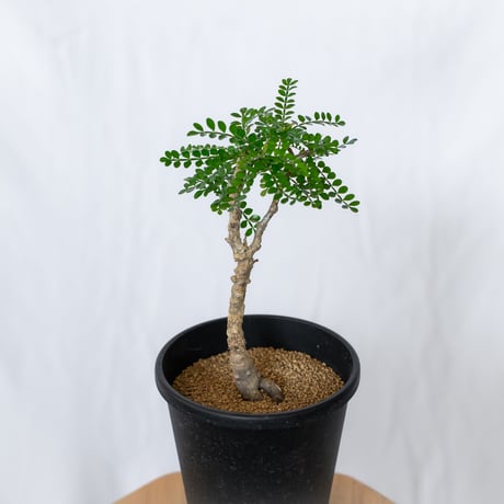 オペルクリカリア パキプス 実生 Operculicarya pachypus 塊根植物 多肉植物 珍奇植物 静岡 ANTIDOTE 通販 S1565