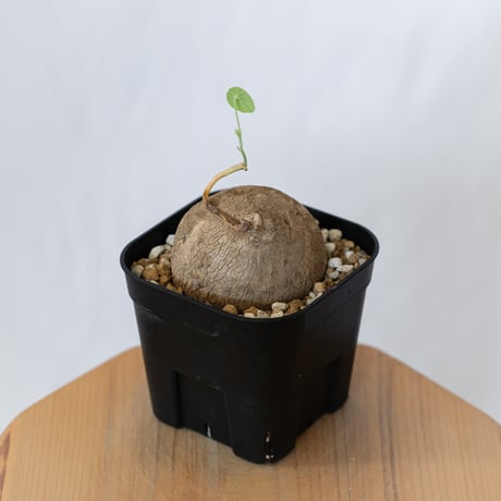 ステファニア エレクタ 実生【発根管理中】Stephania erecta 塊根植物 コーデックス 多肉植物 珍奇植物 静岡 ANTIDOTE 通販 S1596