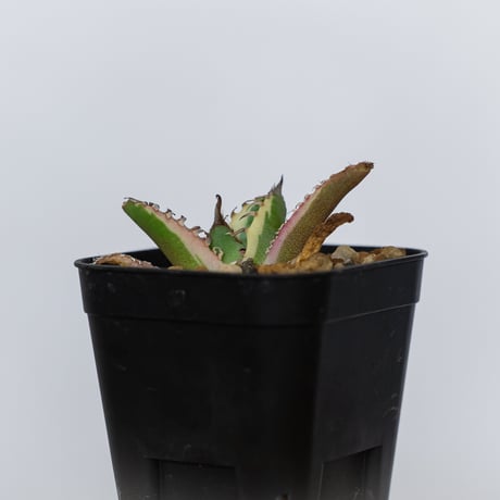 アガベ チタノタ 魔丸錦 白覆輪 斑入り TC株 agave titanota imps 多肉植物 珍奇植物 ANTIDOTE 静岡 通販 S1558　発根管理中