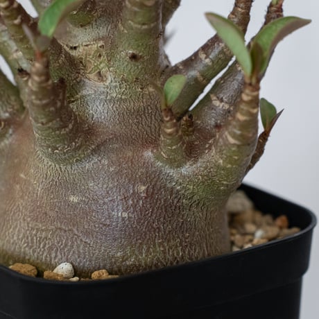アデニウム アラビカム ブラックスキン 実生 Adenium Arabicum Black Skin 塊根植物 コーデックス 珍奇植物 多肉植物 静岡 ANTIDOTE 通販 S1599