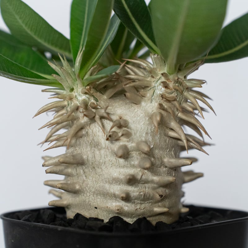 パキポディウム エブレネウム 実生 Pachypodium eburneum 塊根植物