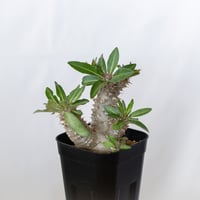 パキポディウム マカイエンセ 実生 pachypodhium makayense 魔界玉 塊根植物 コーデックス 多肉植物 珍奇植物 静岡 ANTIDOTE 通販 S1638