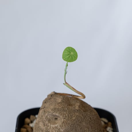 ステファニア エレクタ 実生【発根管理中】Stephania erecta 塊根植物 コーデックス 多肉植物 珍奇植物 静岡 ANTIDOTE 通販 S1596