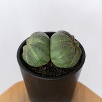 ユーフォルビア オベサ 二頭 ダブルヘッド 実生 Euphorbia obesa 多肉植物 珍奇植物 静岡 ANTIDOTE 通販 S1693