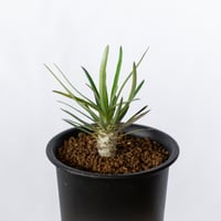 パキポディウム グラキリス 実生 pachypodhium Gracilius 塊根植物 コーデックス 多肉植物 珍奇植物 静岡 ANTIDOTE 通販 S1703