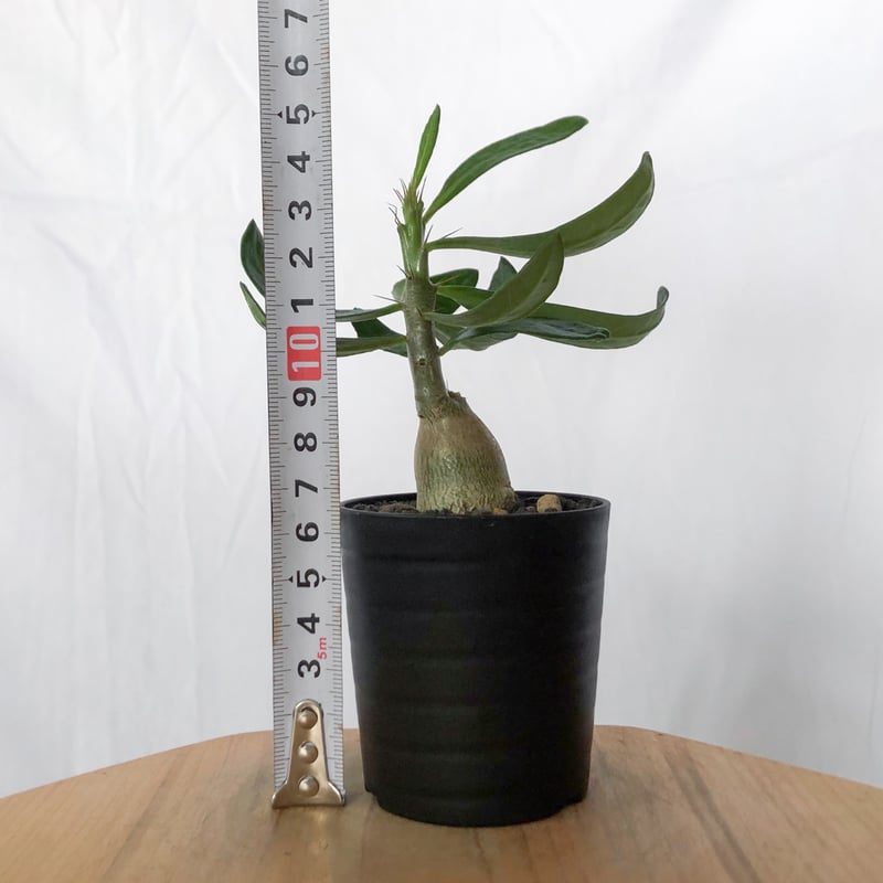 パキポディウム サキュレンタム 実生 Pachypodium succulentum 塊根植物