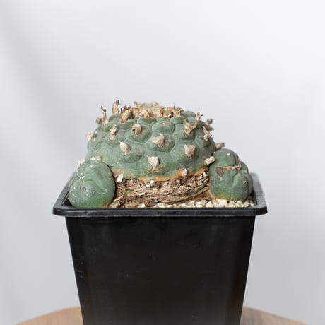 ロフォフォラ 銀冠玉 実生 lophophora williamsii var.decipiens サボテン 多肉植物 珍奇植物 静岡 ANTIDOTE 通販 S1531