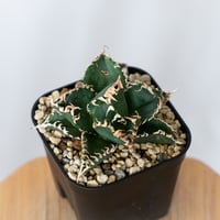 アガベ チタノタ 金剛 OC株【発根管理中】Agave titanota adamantine 多肉植物 珍奇植物 静岡 通販 ANTIDOTE S1528