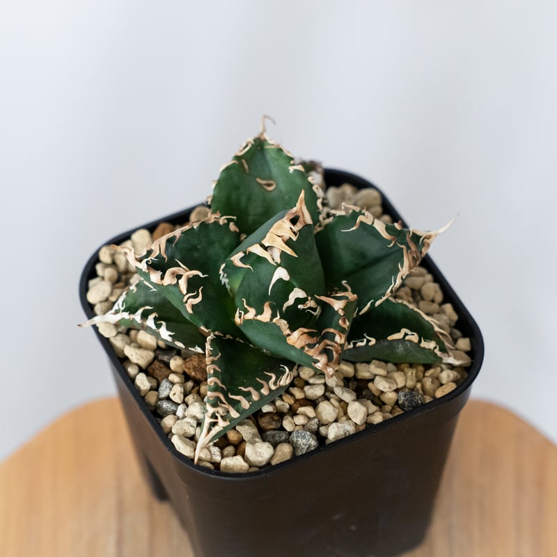 アガベ チタノタ 金剛 OC株【発根管理中】Agave titanota adamantine