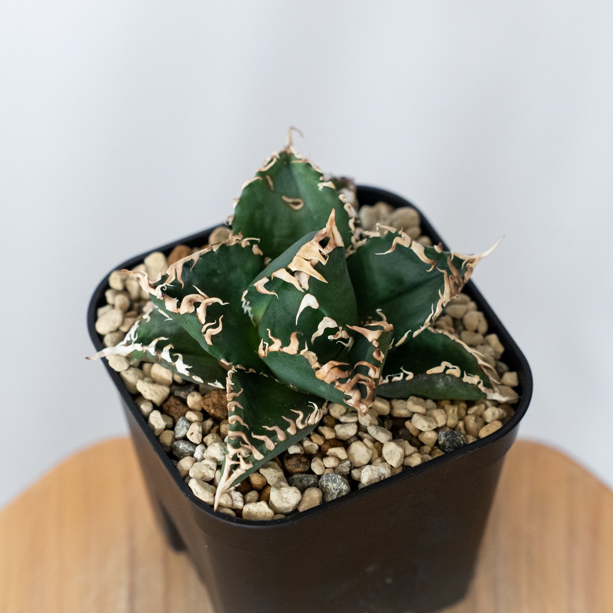 アガベ　チタノタ　金剛　塊根植物　コーデックス アガベ チタノタ 金剛 OC株【発根管理中】Agave titanota adamantine