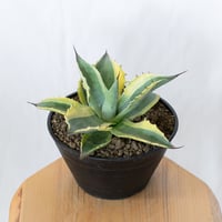 アガベ オバティフォリア オルカ 斑入り【発根管理中】Agave ovatifolia Orca 多肉植物 珍奇植物 静岡 通販 ANTIDOTE S1651