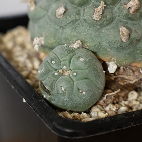 ロフォフォラ 銀冠玉 実生 lophophora williamsii var.decipiens サボテン 多肉植物 珍奇植物 静岡 ANTIDOTE 通販 S1531