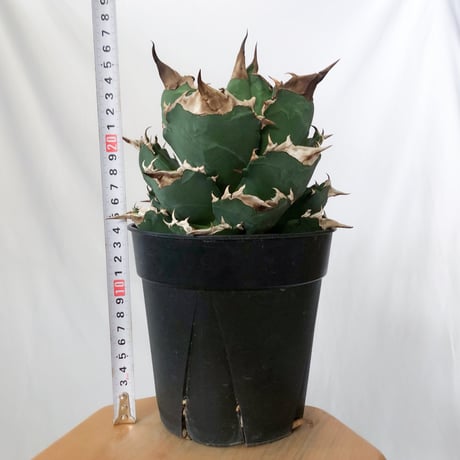アガベ チタノタ ホワイトファイヤー 大株 Agave titanota White fire 多肉植物 珍奇植物 静岡 ANTIDOTE 通販 S1576