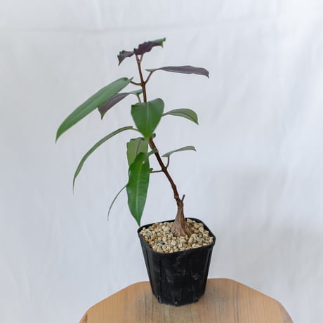 ペトペンチア ナタレンシス 実生 Petopentia natalensis 塊根植物 コーデックス 多肉植物 珍奇植物 静岡 ANTIDOTE 通販 S1601