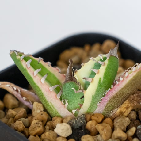 アガベ チタノタ 魔丸錦 白覆輪 斑入り TC株 agave titanota imps 多肉植物 珍奇植物 ANTIDOTE 静岡 通販 S1558　発根管理中